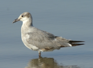 Laughing Gull, Arlington Reservoir, 2006