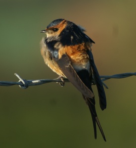 Red-rumped Swallow, May 2010, by Les Bird